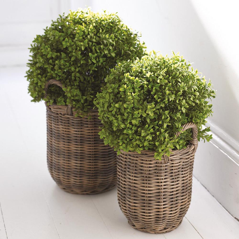 bloom Medium Boxwood Ball Topiary