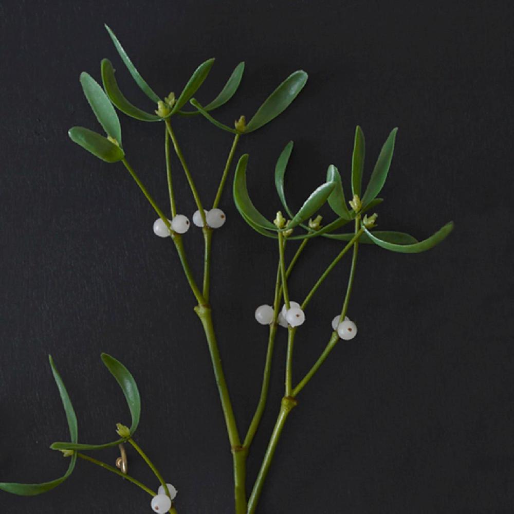 Bloom Mistletoe Stem