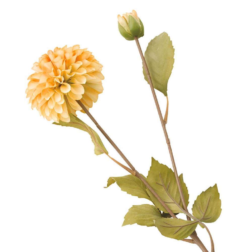 Bloom Orange Dahlia Bud Stem
