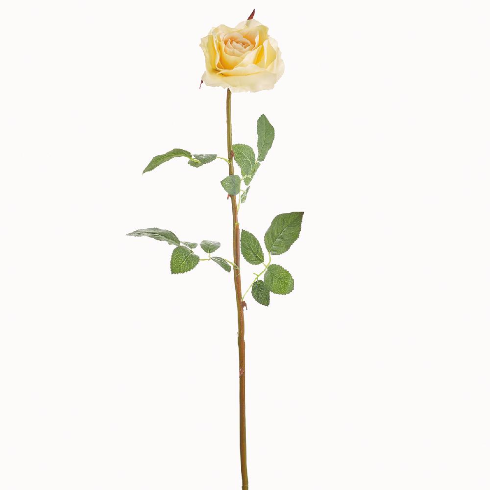 bloom Pale Apricot Rose Stem