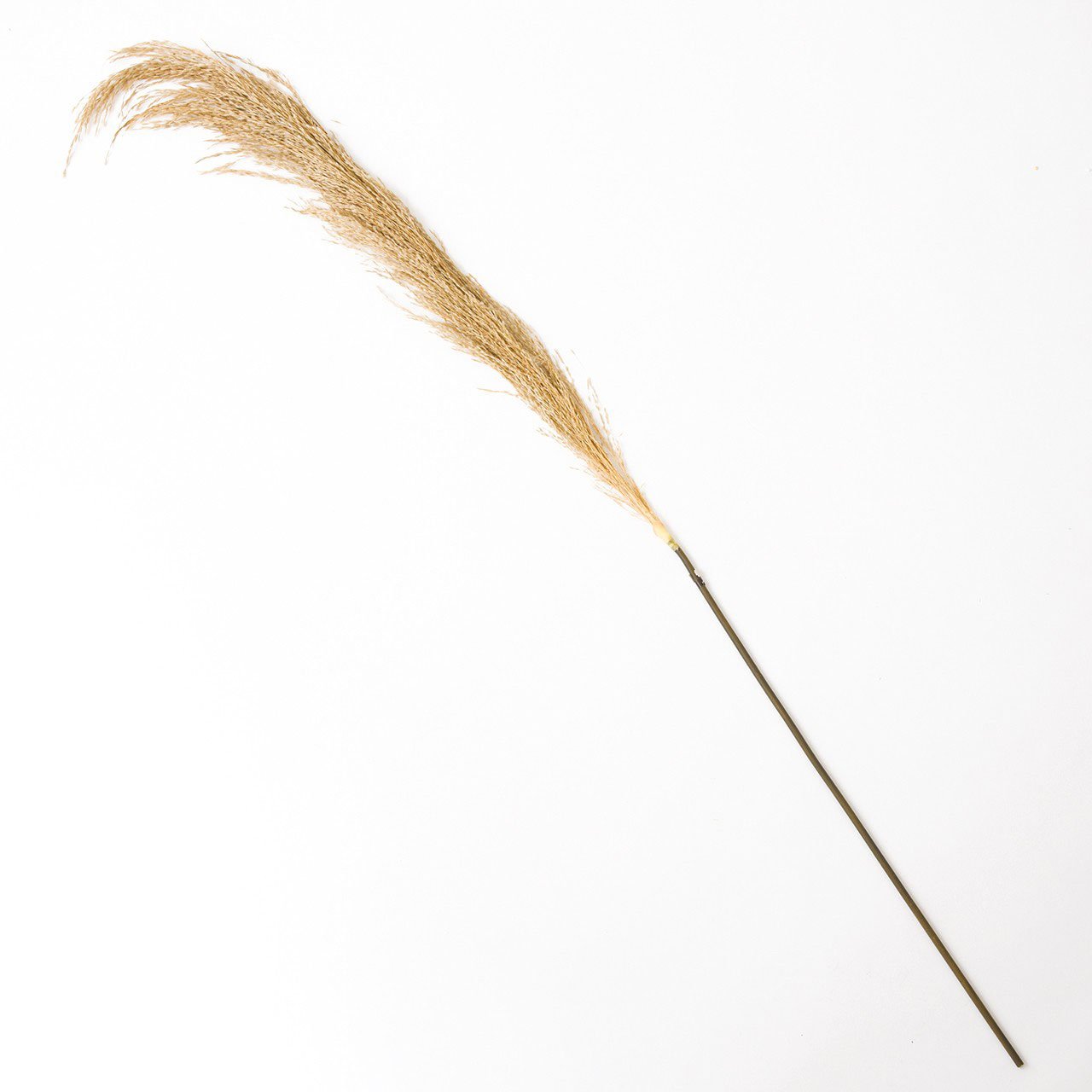 Bloom Pampas Grass Stem