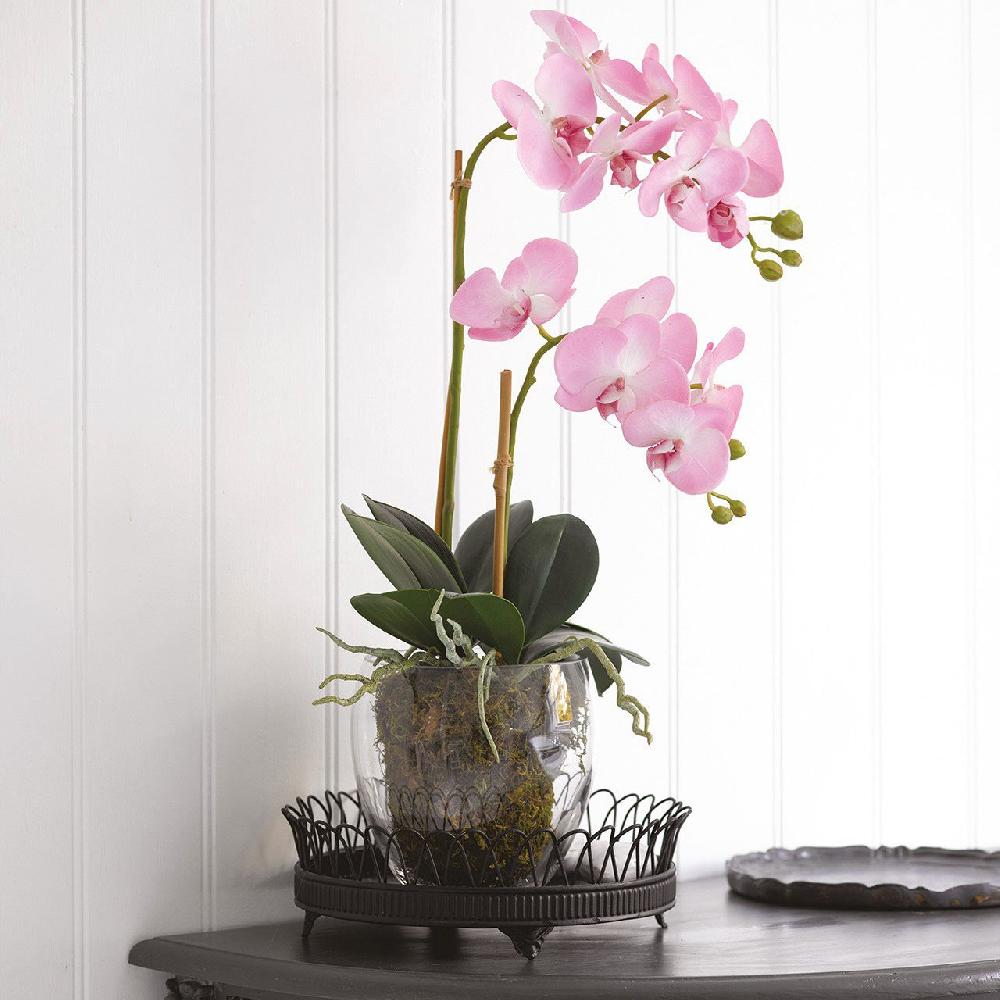 Bloom Pink Double Phalaenopsis