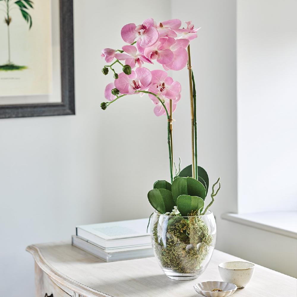 Bloom Pink Double Phalaenopsis