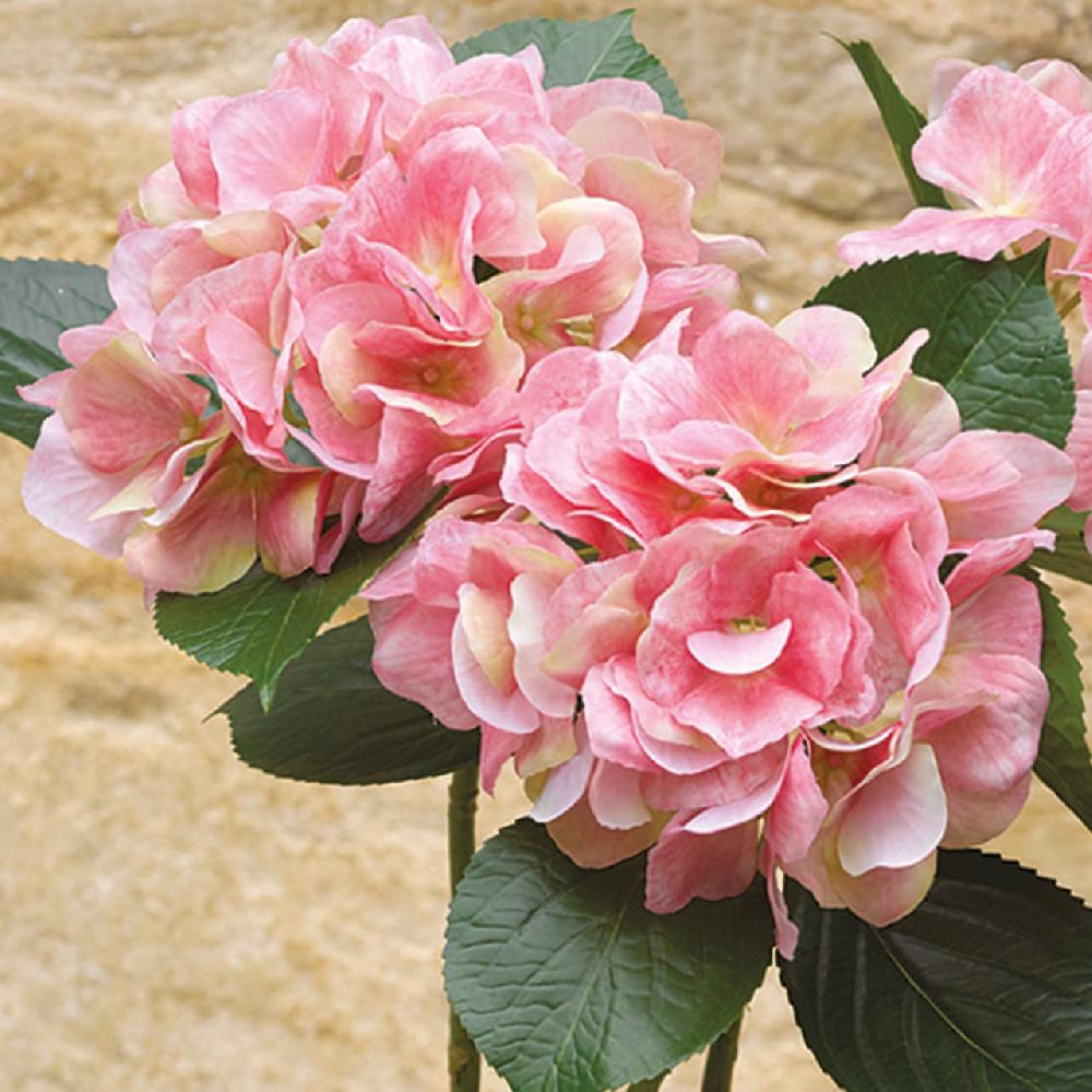Bloom Pink Hydrangea Stem
