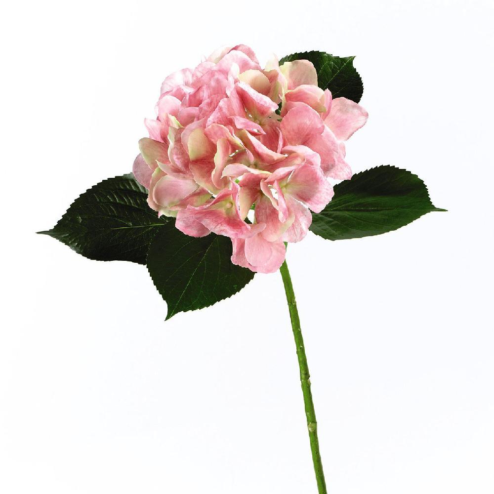 Bloom Pink Hydrangea Stem