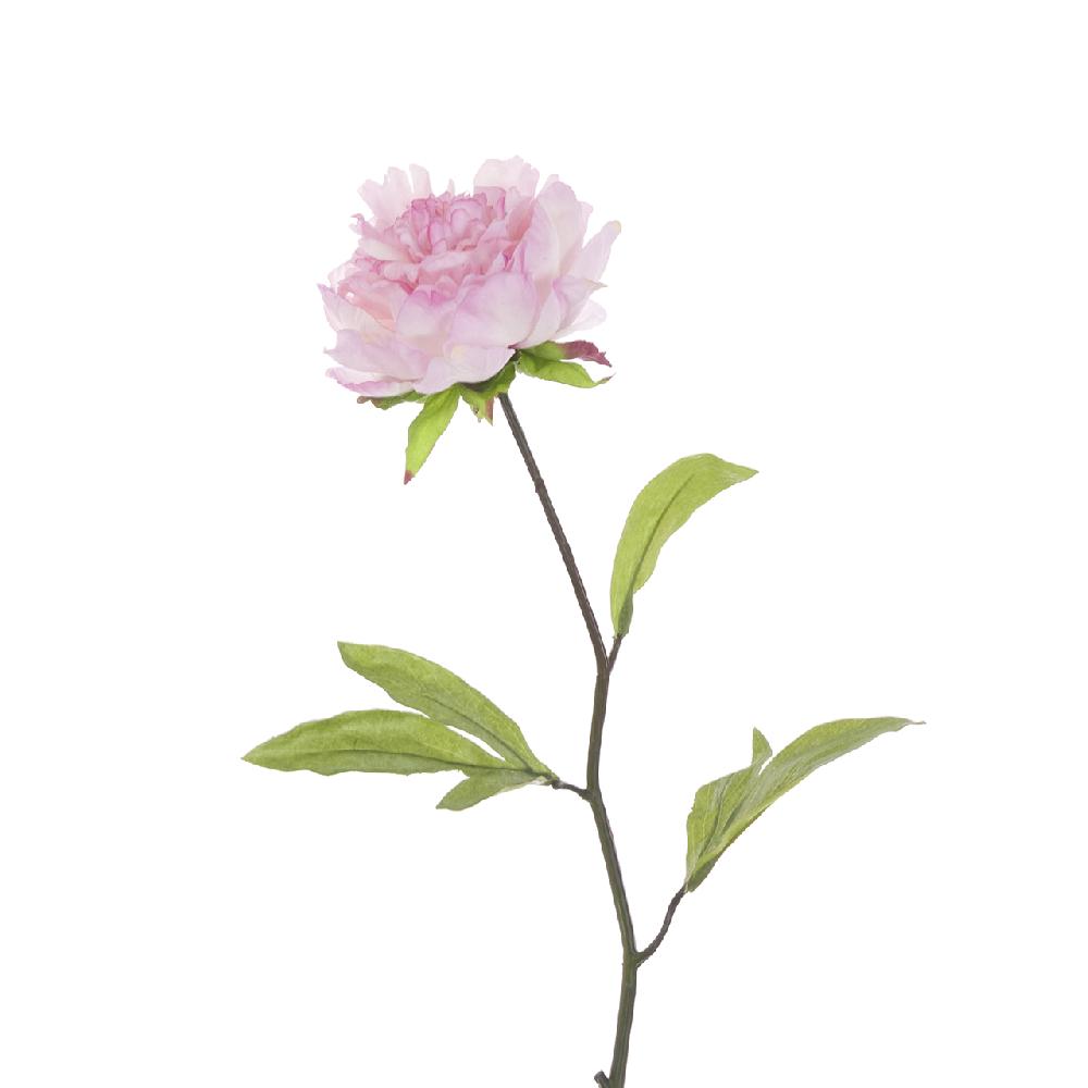 bloom Pink Peony Stem