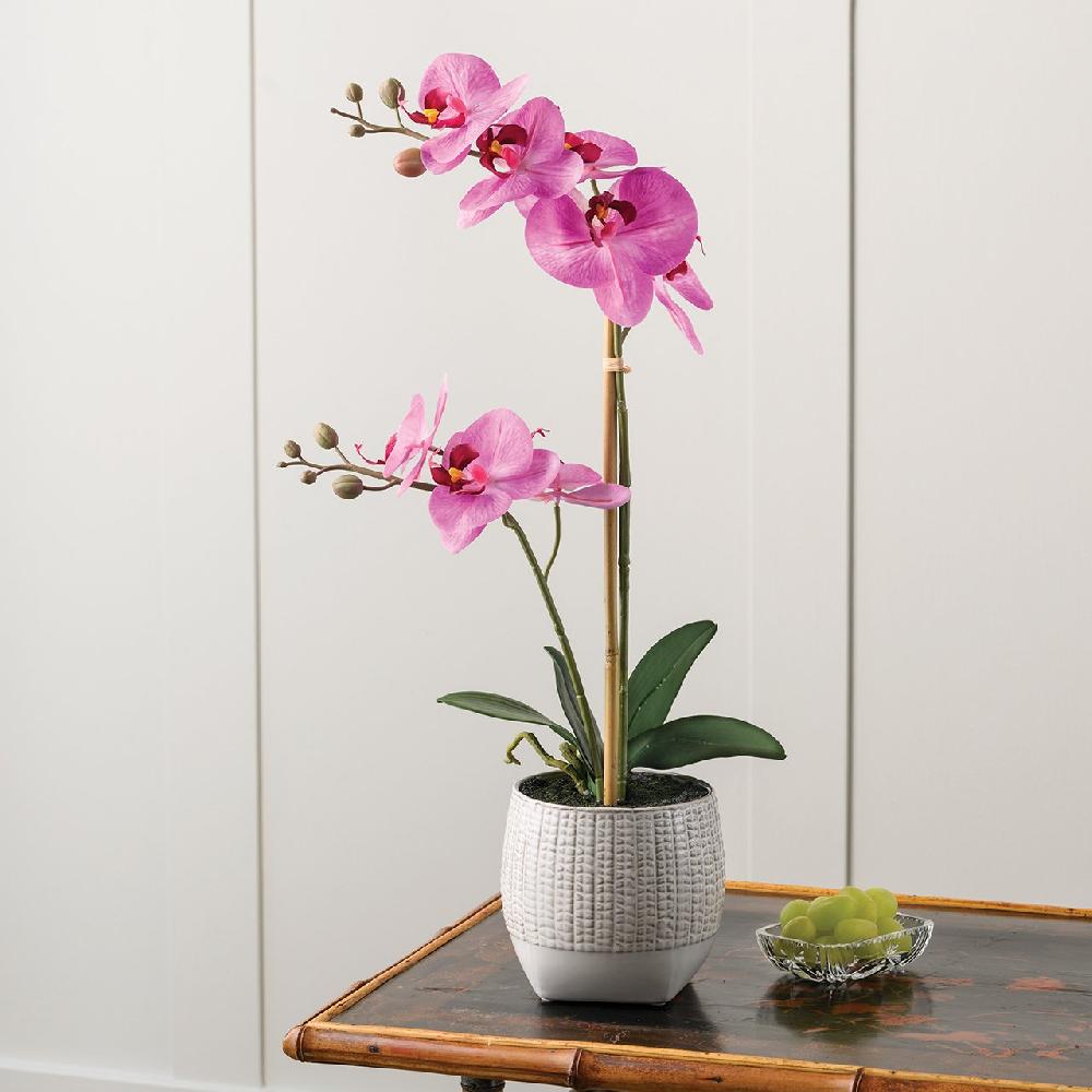 bloom Pink Phalaenopsis Orchid in Ceramic Pot