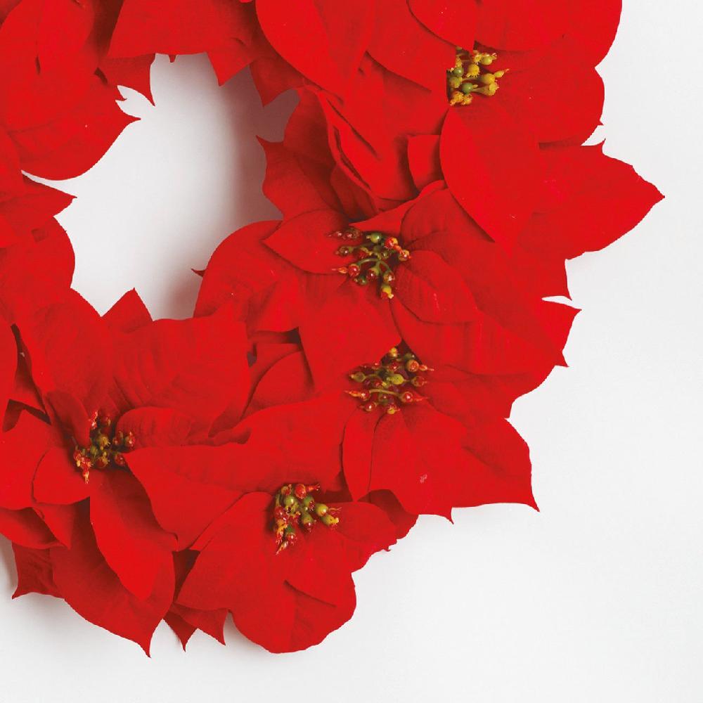 Bloom Poinsettia Wreath