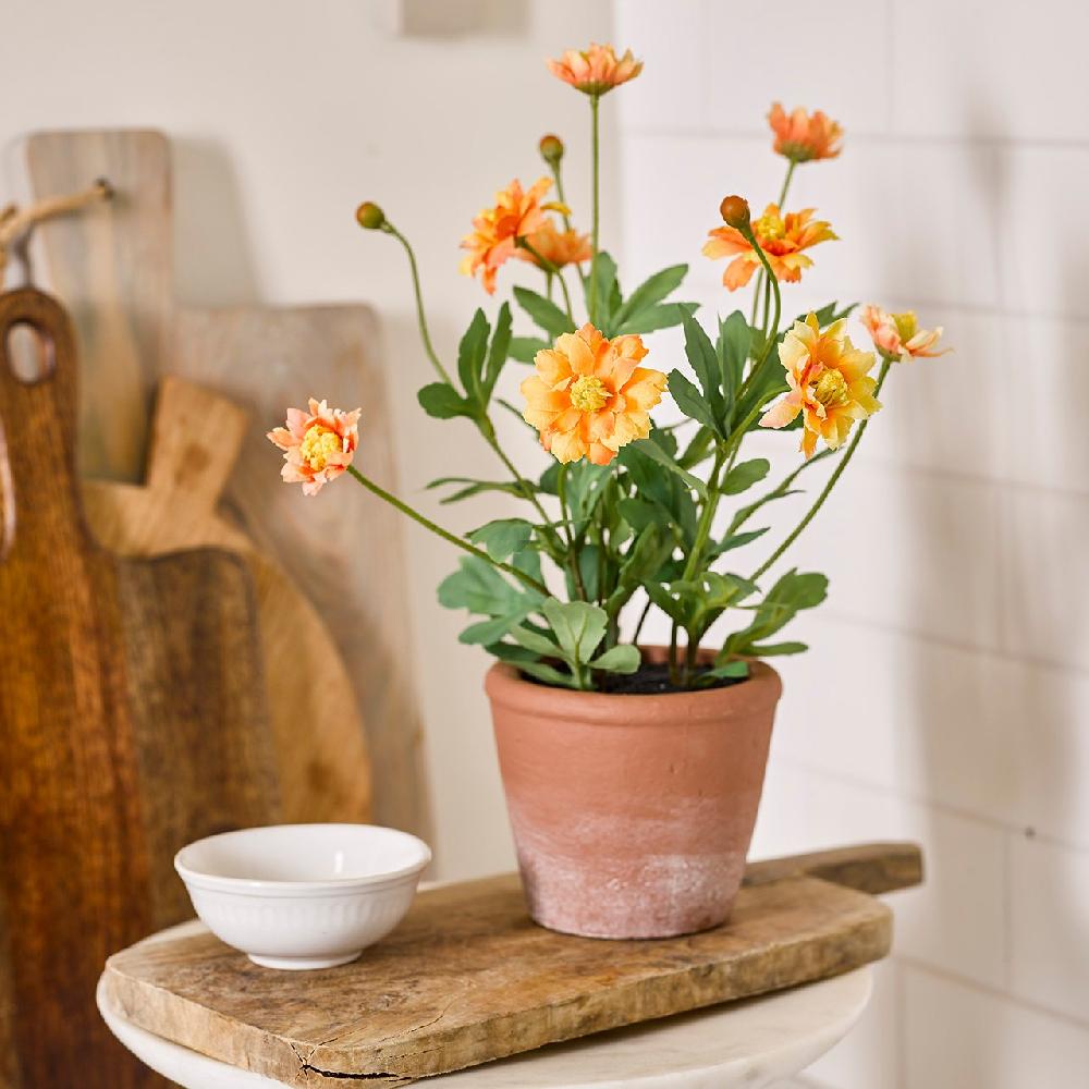 bloom Potted Orange Daisy