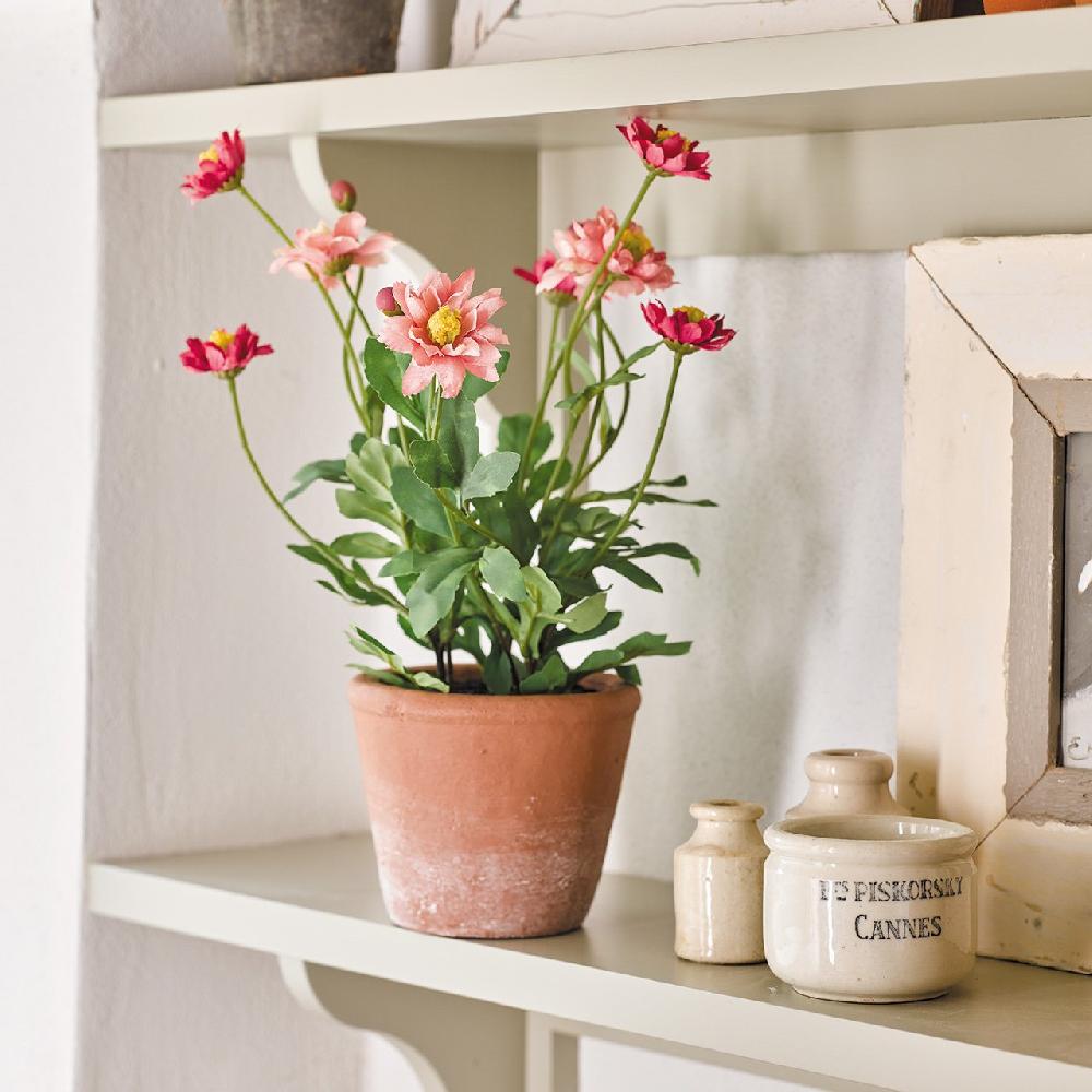 bloom Potted Pink Daisy