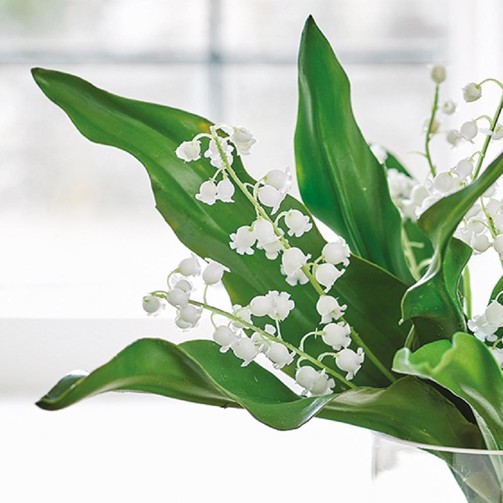 Bloom Purity In A Jar
