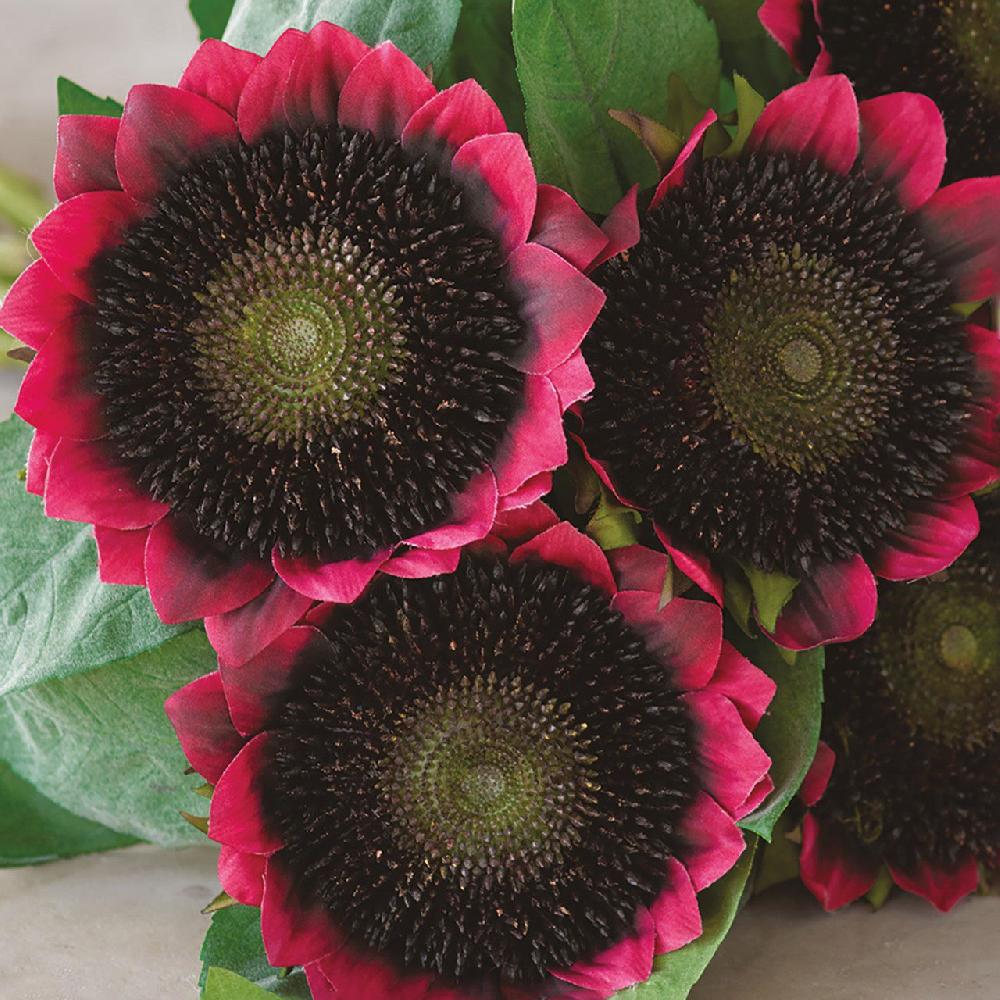 Bloom Red Sunflower Bouquet