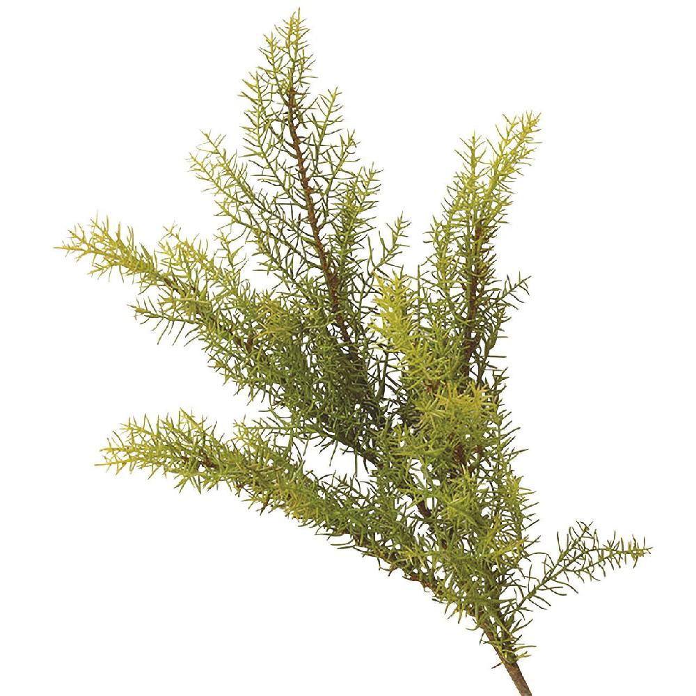 Bloom Safari Pine Stem