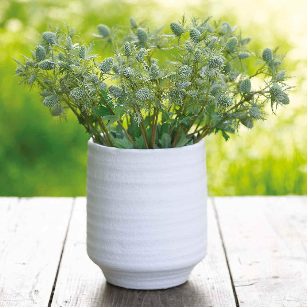bloom Sea Holly Bouquet