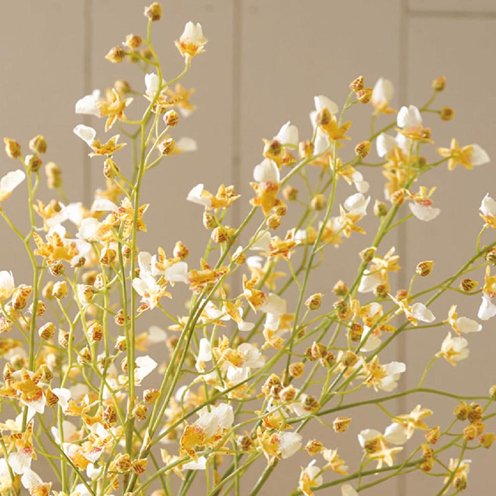 Bloom White Delicate Oncidium Orchid Stem