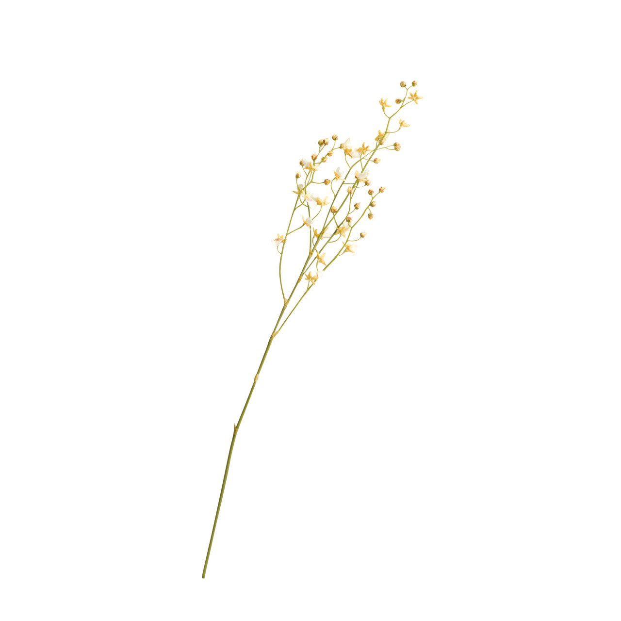 Bloom White Delicate Oncidium Orchid Stem