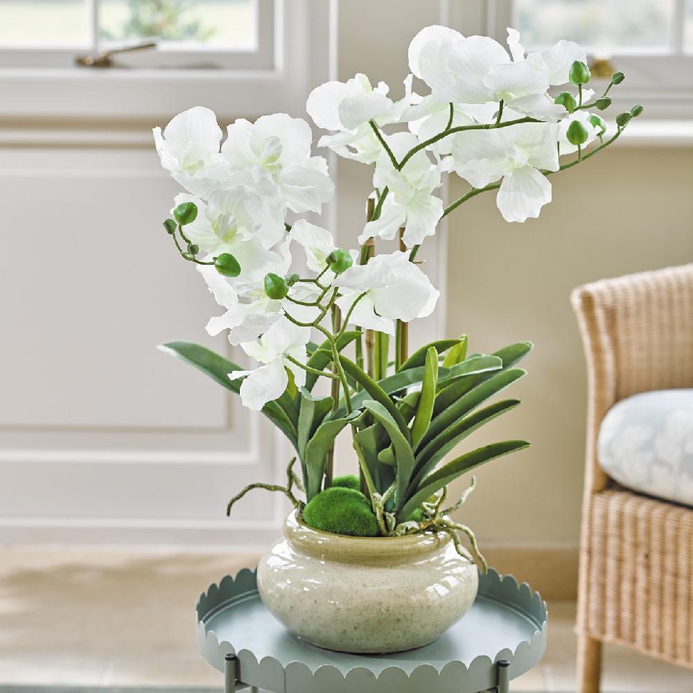 bloom White Orchid in Ceramic Pot