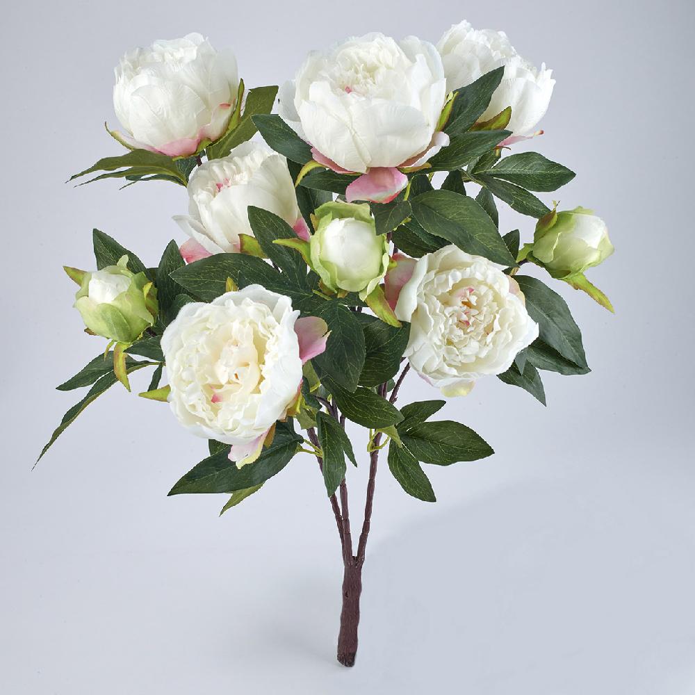 bloom White Peony Bush