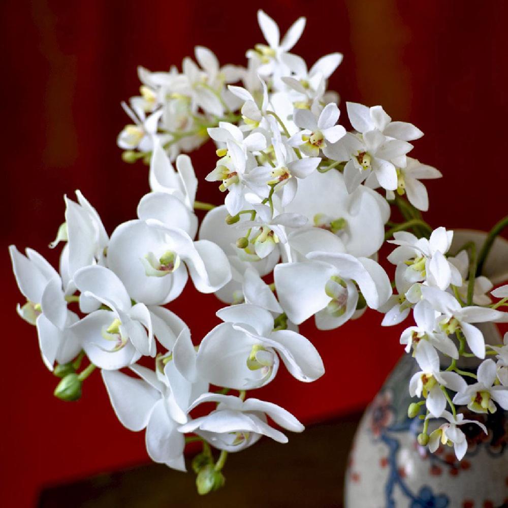 Bloom White Phalaenopsis Single Stem