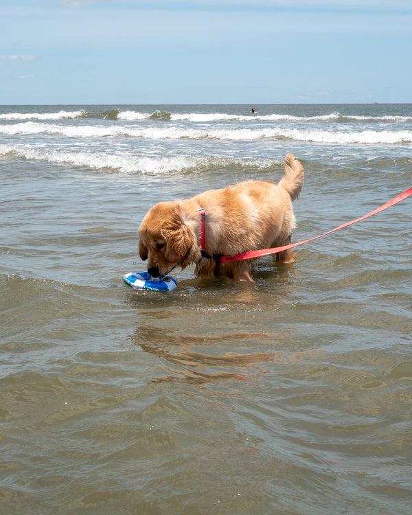 body glove Life Ring Dog Toy - Blue
