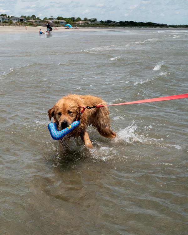 Body Glove Tough Toss Boomerang - Blue