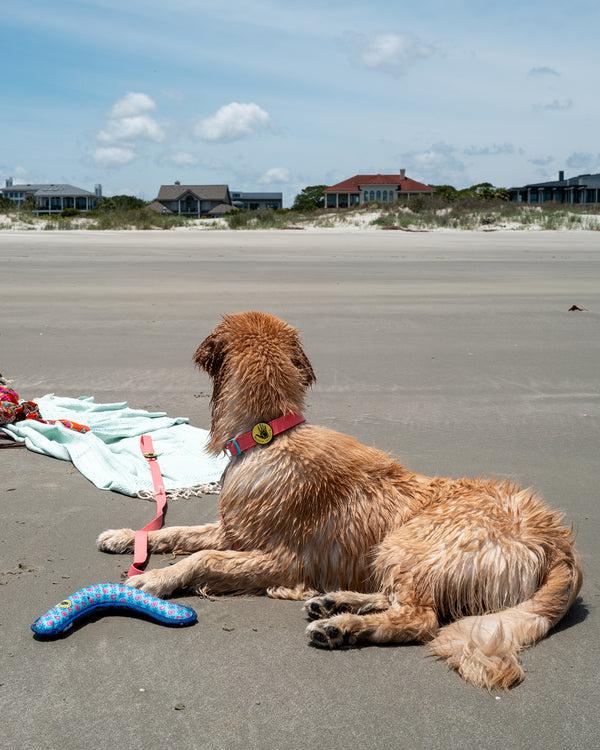 body glove Tough Toss Boomerang - Blue