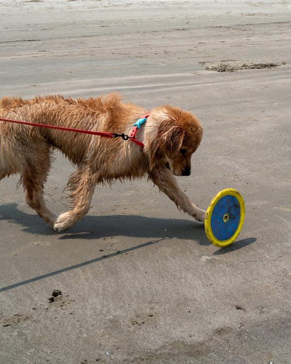 body glove Tough Toss Disc - Yellow
