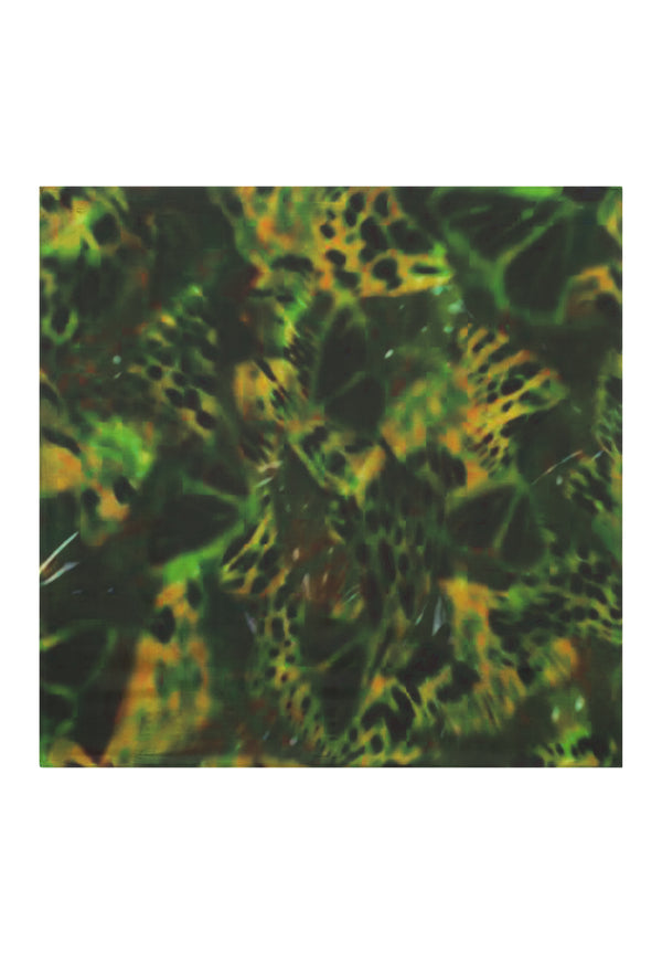 bolongaro trevor Butterfly Silk Printed Scarf