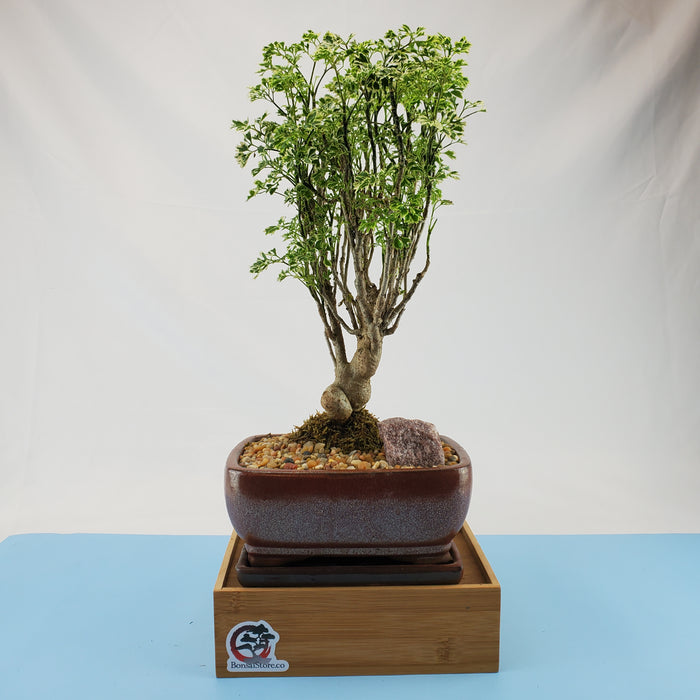Bonsai Aralia Snowflake