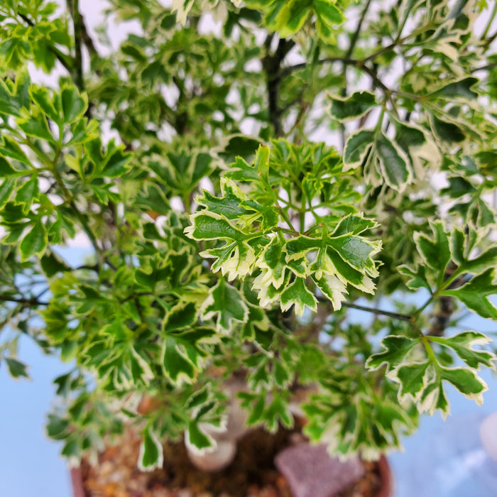 Bonsai Aralia Snowflake