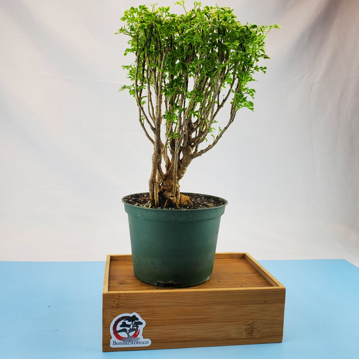 Bonsai Aralia Snowflake