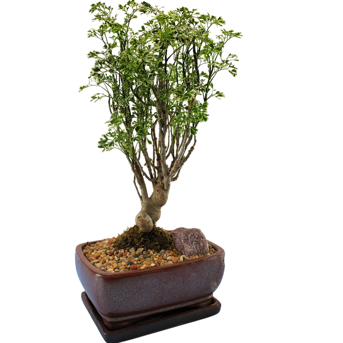 bonsai Aralia Snowflake bonsai Aralia Snowflake