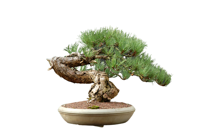 Bonsai Austrian Pine