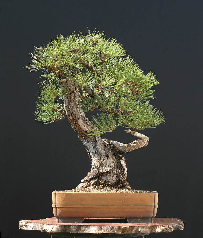 Bonsai Austrian Pine