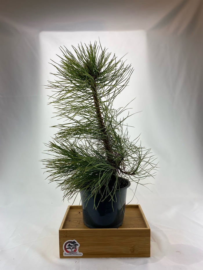 Bonsai Austrian Pine