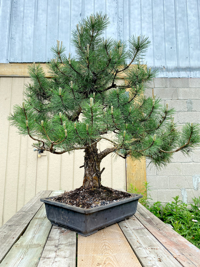 Bonsai Austrian Pine Specimen