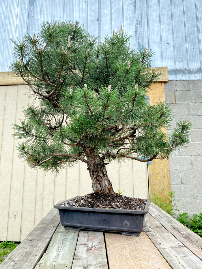 Bonsai Austrian Pine Specimen