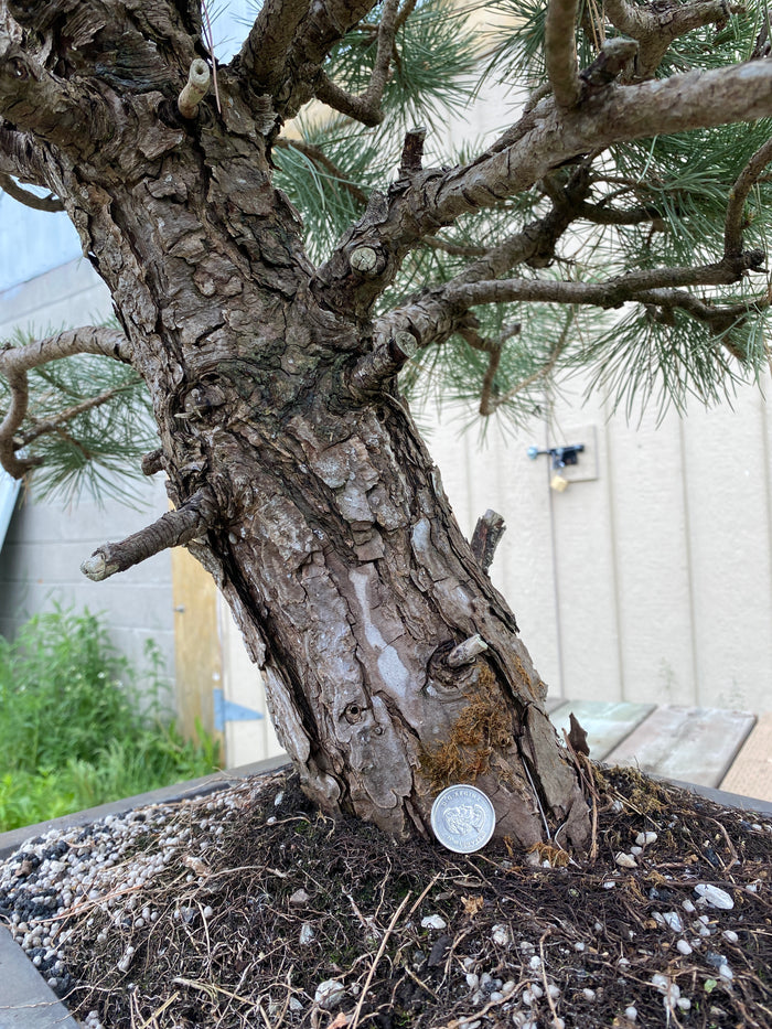 Bonsai Austrian Pine Specimen