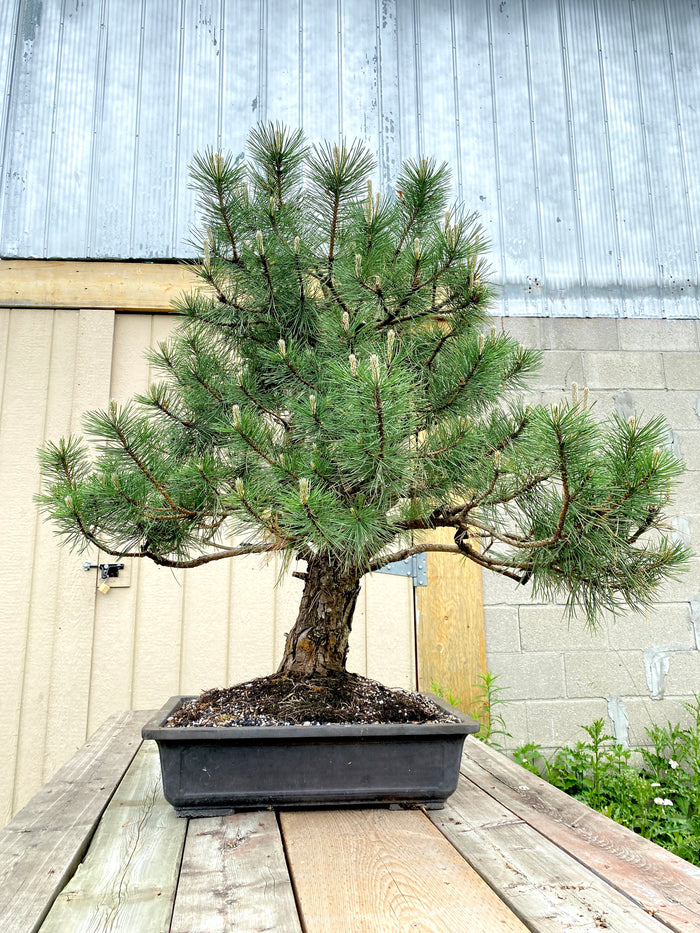 bonsai Austrian Pine Specimen bonsai Austrian Pine Specimen