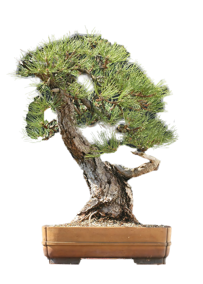 bonsai Austrian Pine