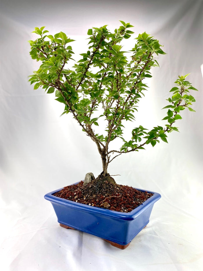 Bonsai Bougainvillea Specimen 1