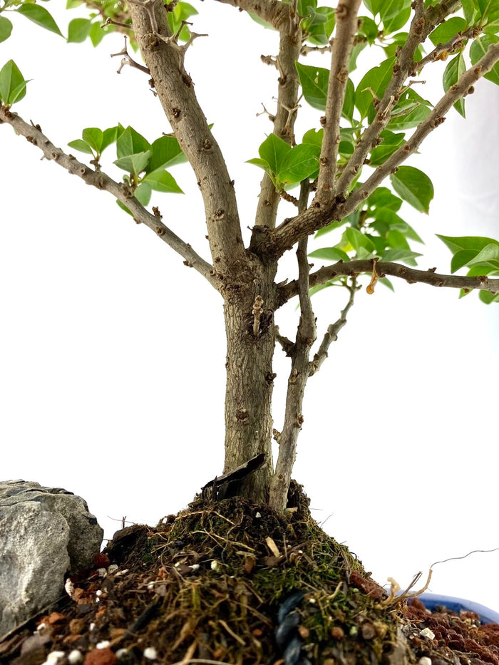 Bonsai Bougainvillea Specimen 1