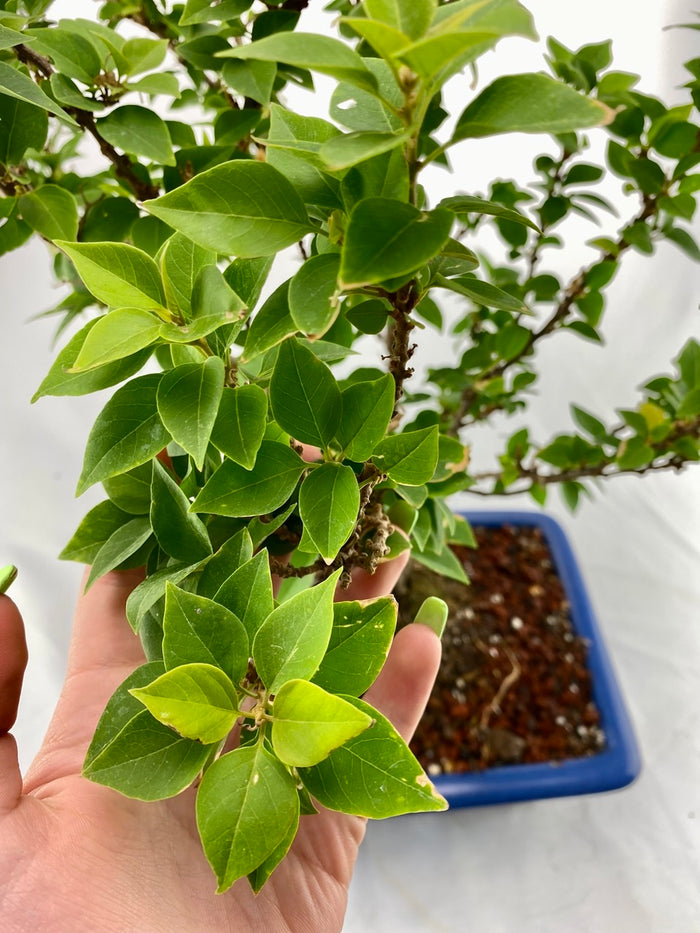 Bonsai Bougainvillea Specimen 1