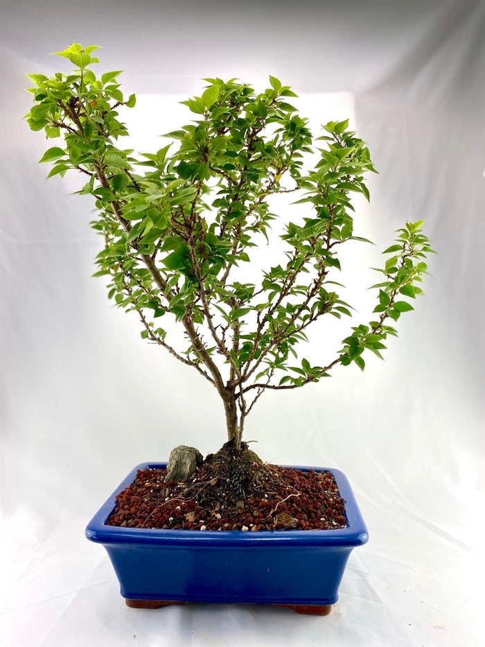 bonsai Bougainvillea Specimen 1