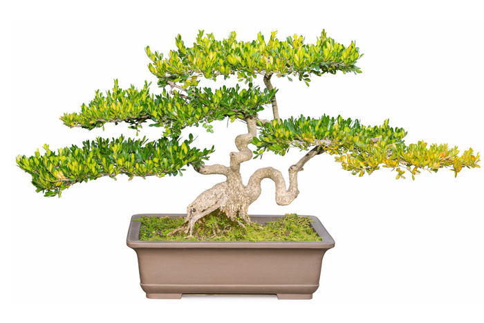 Bonsai Boxwood