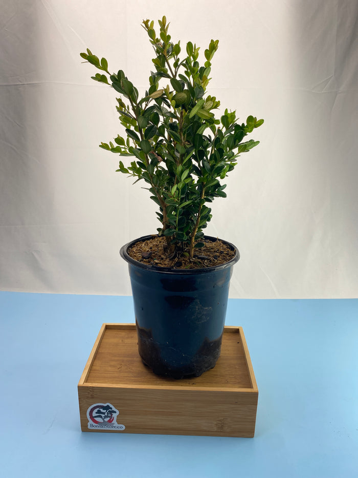 Bonsai Boxwood