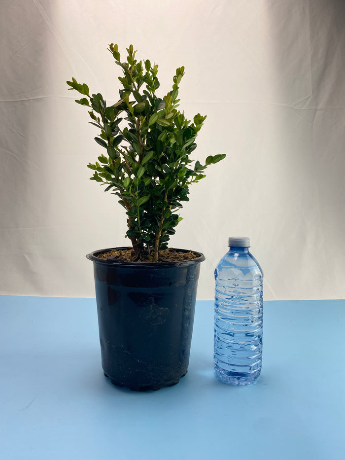 Bonsai Boxwood