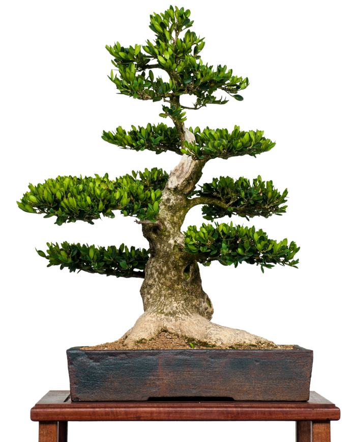 bonsai Boxwood