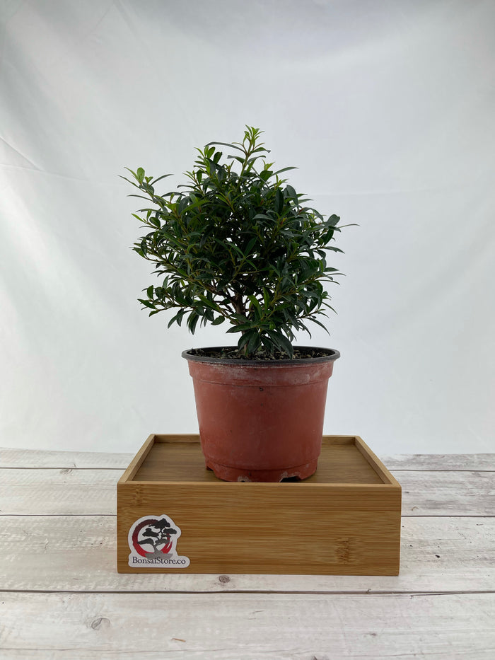 Bonsai Brush Cherry