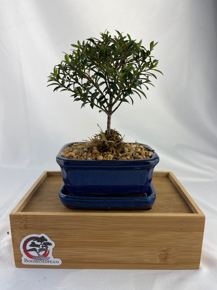 Bonsai Brush Cherry